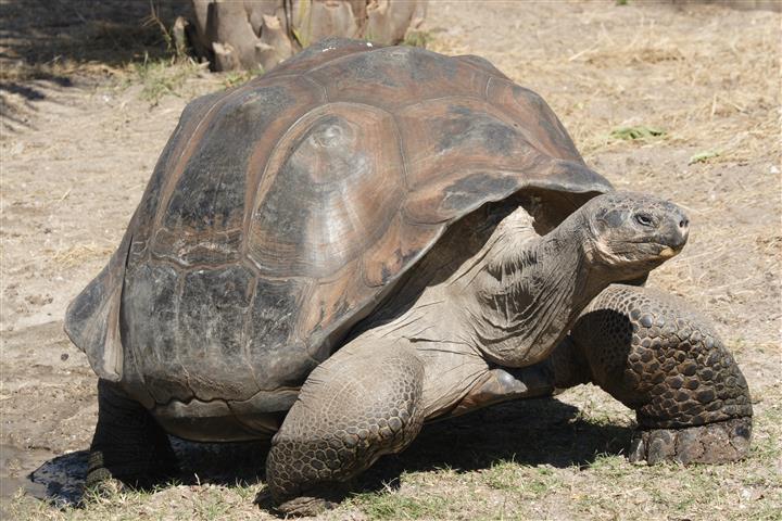 Tartaruga Galapagos