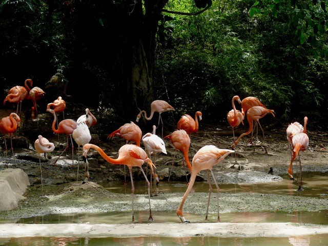 flamingo Repubblica Dominicana