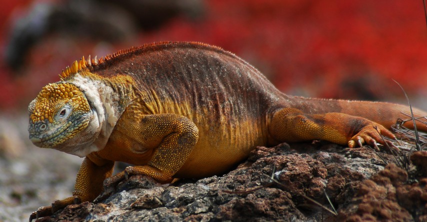 The Natural Wonder of the Galapagos – Travel Guide