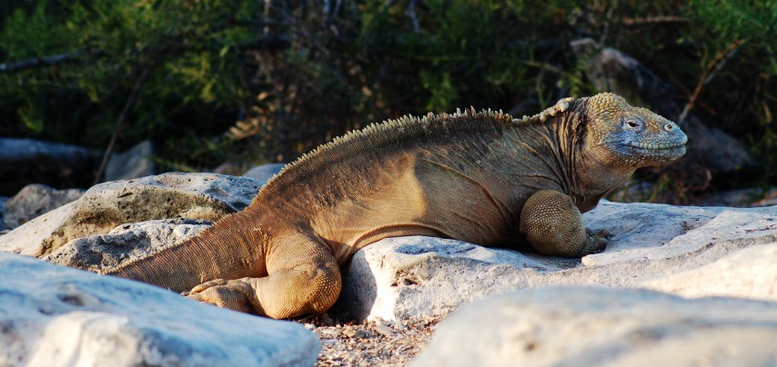 Galapagos-animali-tartarughe (4)