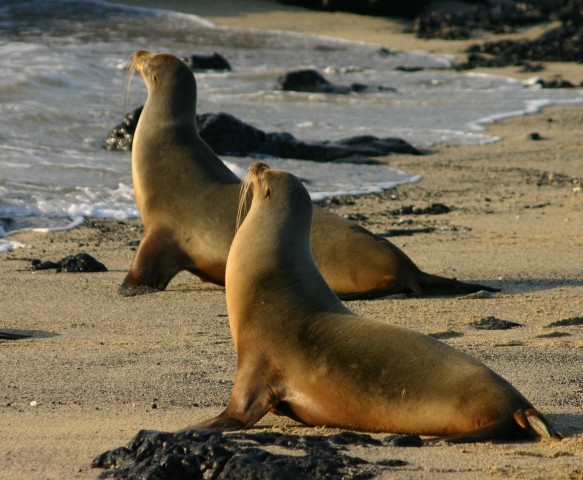 Galapagos-animali-tartarughe (6)