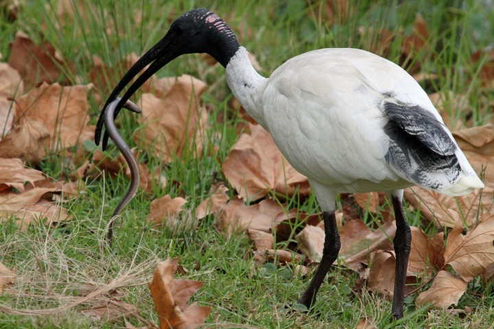 Threskiornis_molucca_-Sydney,_New_South_Wales,_Australia-8