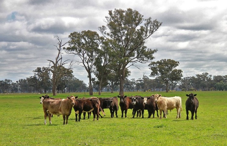 cattle-63729_640